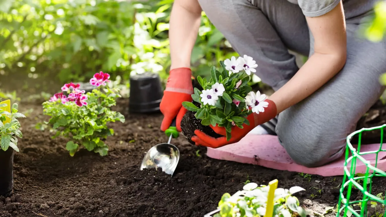Så skapar du en blomstrande oas